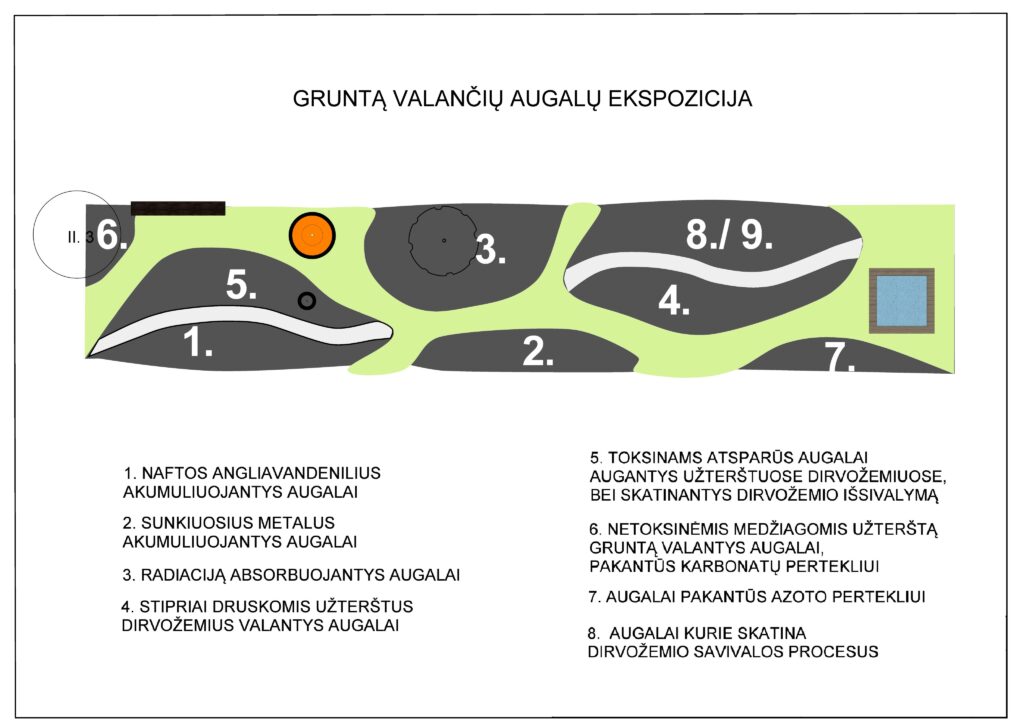 11 Gruntą valančių augalų ekspoz.